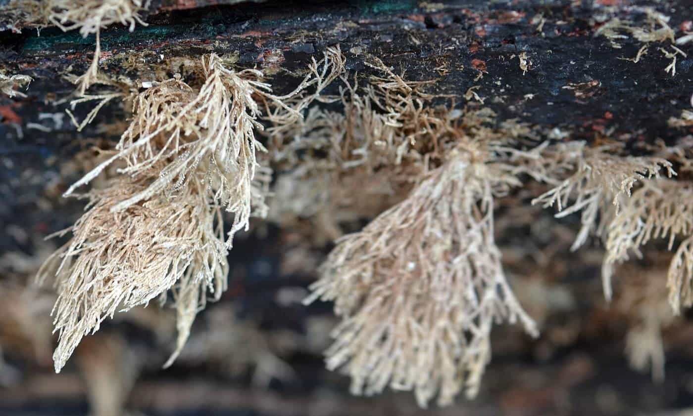 Close-up of feathery marine growth fouling an underwater surface