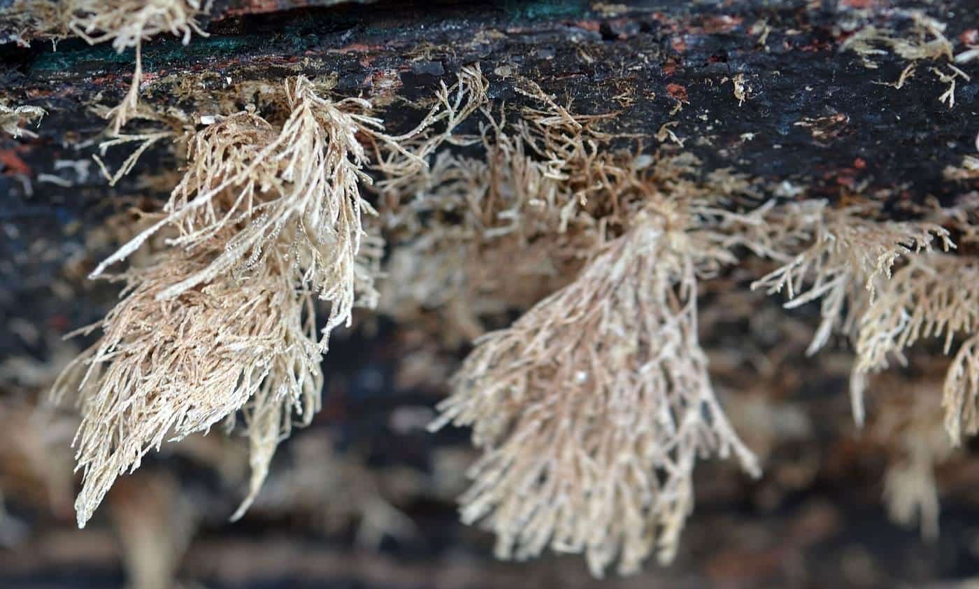 Close-up of feathery marine growth fouling an underwater surface